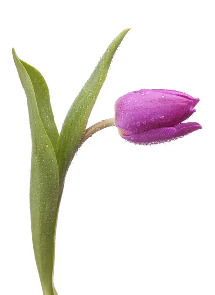 Jediné fialové Tulipán — Stock fotografie