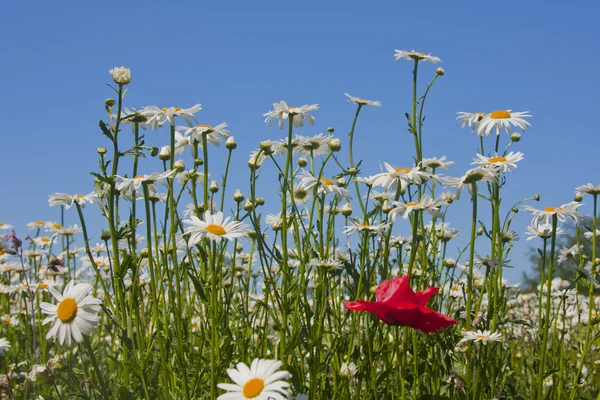 Daisies on a blue sky Stock Image