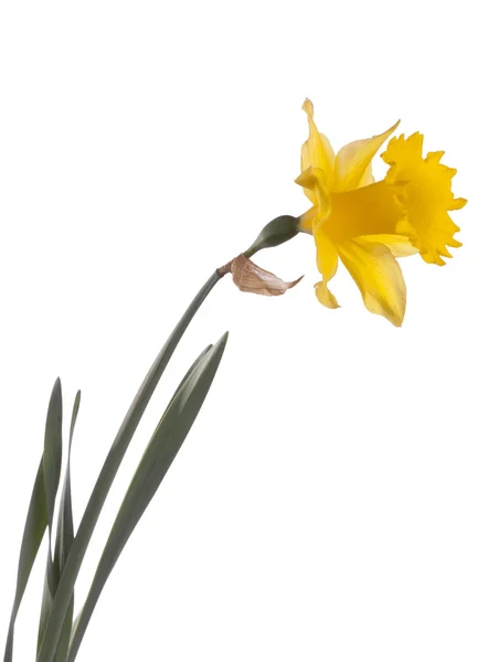 Gul påsk blomma Stockbild