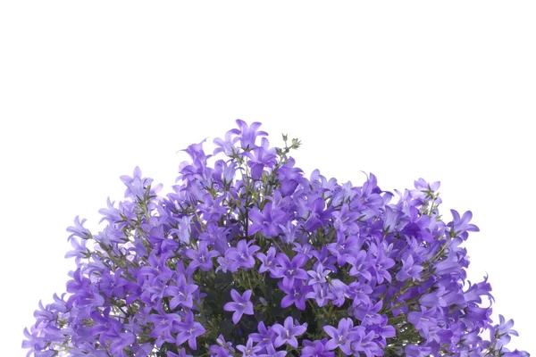 Bunch of little purple flowers Stock Photo