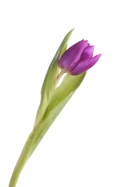 Single purple tulip Royalty Free Stock Images