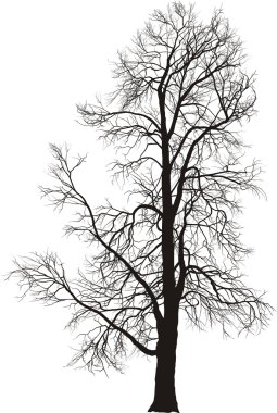 Chestnut tree clipart