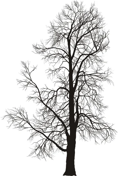 Chestnut tree — Stock Vector