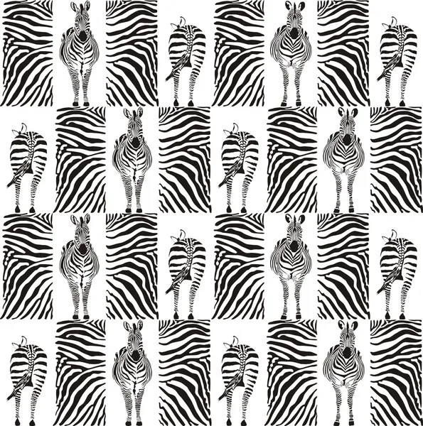 Zebras — Fotografia de Stock