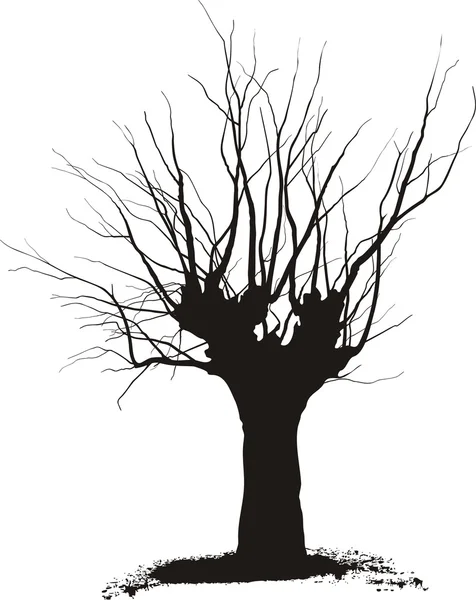Acacia, tree pruning — Stock Vector