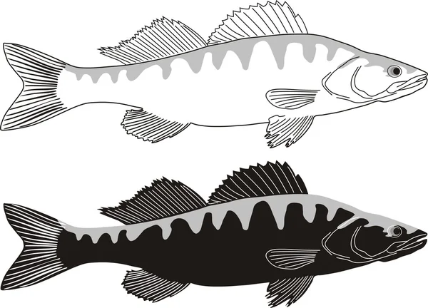 Ryby - sandacz — Wektor stockowy