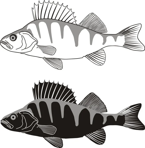 Poleiro - ilustração de peixes de água doce —  Vetores de Stock