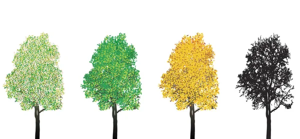 Tree at four seasons — Stock Vector