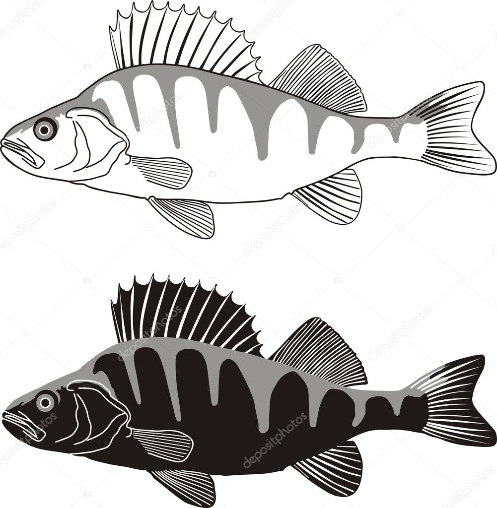 Pesce persico illustrazione di pesci d acqua dolce — Vettoriale Stock