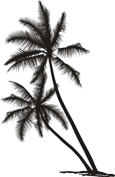 Coconut palm — Stockvector