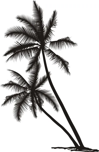Palmera de coco — Archivo Imágenes Vectoriales