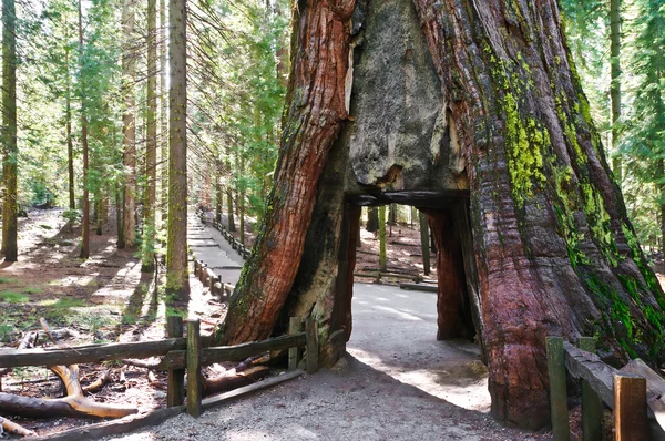 stock image Tunnel in sequoia