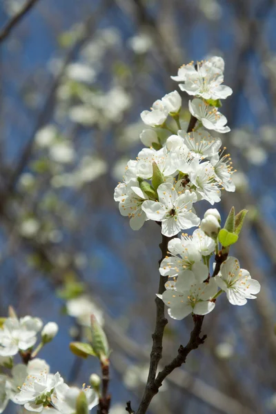 Kirschblüte nah — Stok fotoğraf