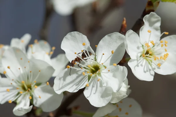 Kirschblütenmakro — Stok fotoğraf