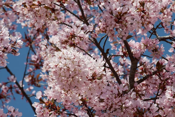 Kirschblüte — Stok fotoğraf