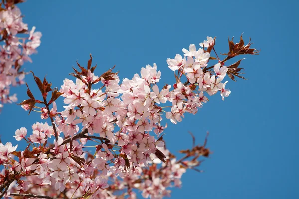 Nahe Kirschblüte — Stockfoto