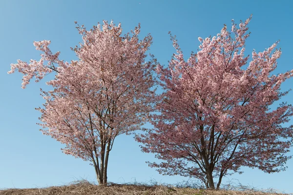 Zwei Kirschbäume — Stock Fotó