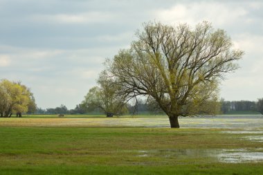 Oderbruchbaum