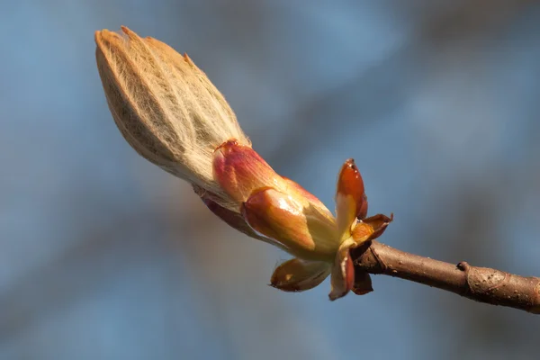 stock image Chestnut bud