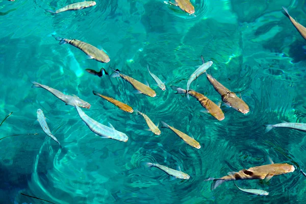 Group of fish in the clear water — Stock Photo, Image