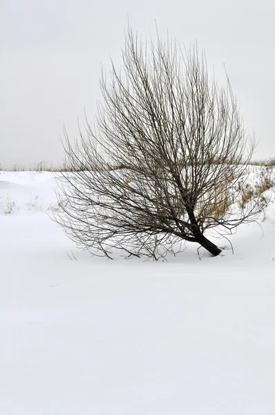 Zimní strom. — Stock fotografie