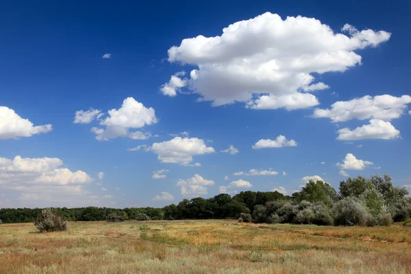 stock image Summer landscape.