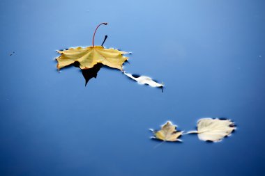 Suda sonbahar yaprakları