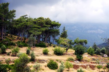 ağaçlar dağ yamacında. kemer, Türkiye.