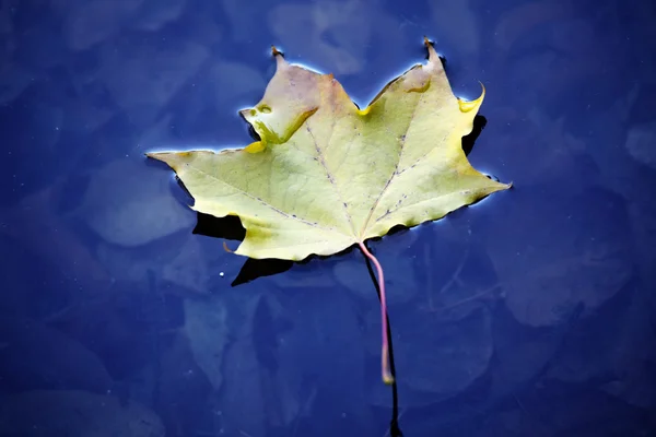 stock image Autumn leaf in water