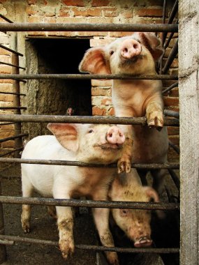 Three young cute pigs behind metal fence and shed clipart