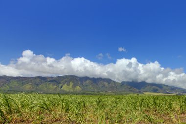 West maui dağ ve şeker alanları bitkileri. Hawaii.