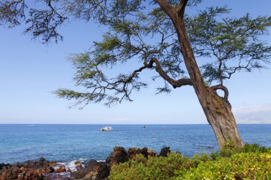 Tropical Tropica coast with large tree, ocean and island view over the gree clipart