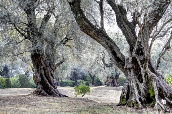 300 jaar oude olijfbomen. in de tuin. Frankrijk. — Stockfoto