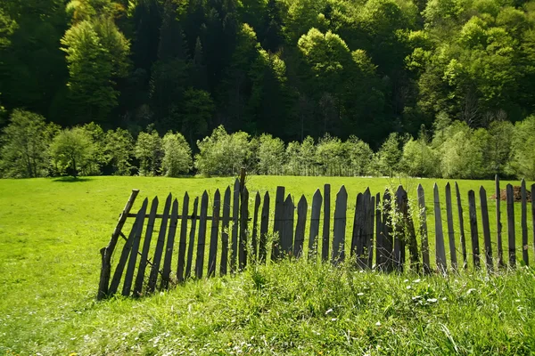 Зеленое поле с забором и лесом весной — стоковое фото