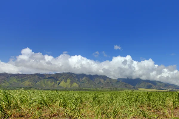 West maui górskich i cukru pola upraw. Hawaje. — Zdjęcie stockowe