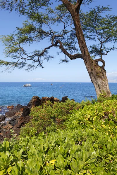 Tropické tropica pobřeží s velkými strom, oceán a ostrov výhled gree — Stock fotografie