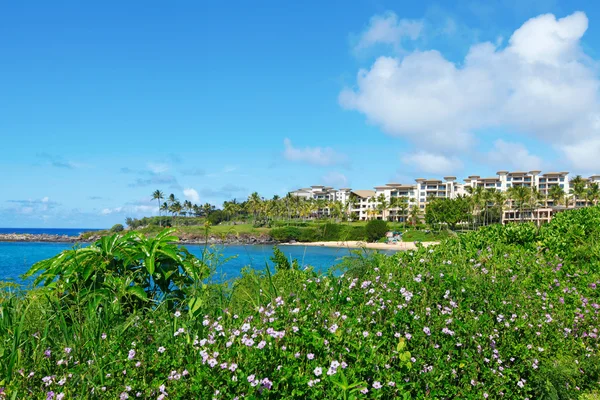 Oceano tropicale con fiori e verde erba fresca e rocce laviche — Foto Stock