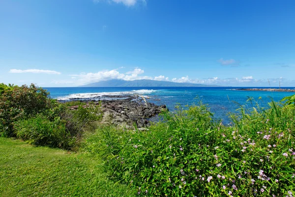 Tropický oceán s květiny a zelené čerstvé trávy a lávové kameny — Stock fotografie