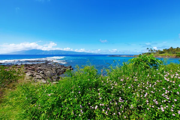 꽃과 녹색 신선한 잔디와 용암 바위와 열 대 바다 — 스톡 사진