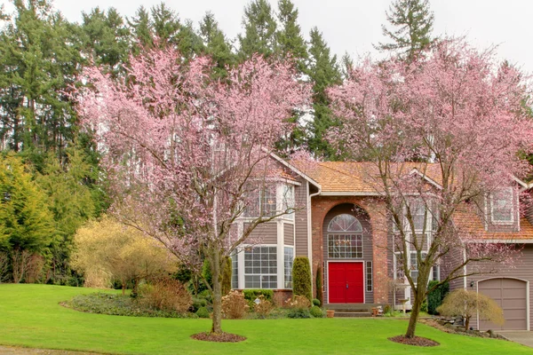 Velký dům s rozkvetlou třešní na jaře. — Stock fotografie