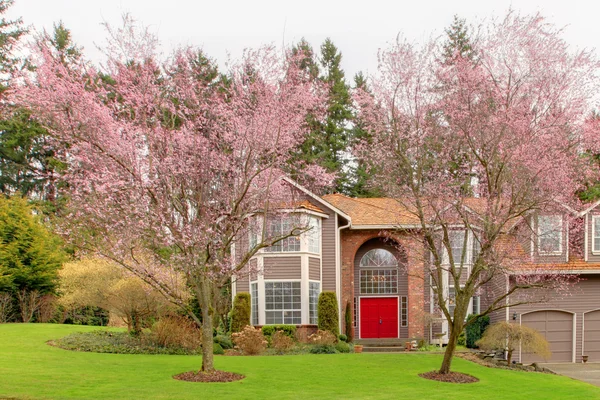 Amerikai nagy ház, cseresznyevirág tavaszán. — Stock Fotó