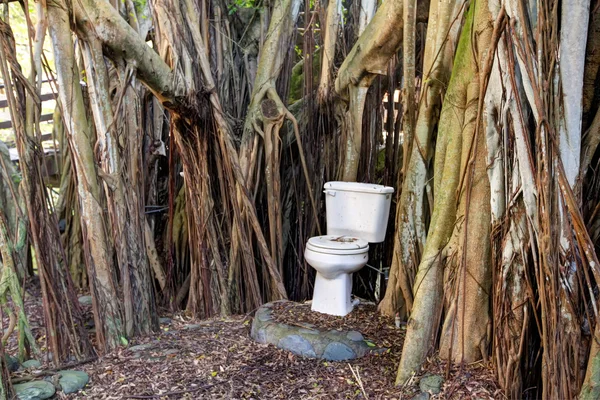 Toilet in de jungle. Maui. Hawaii. eco huis. — Stockfoto