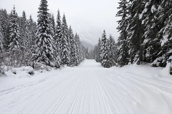 背の高い松と雪に覆われた空と冬の森. — ストック写真