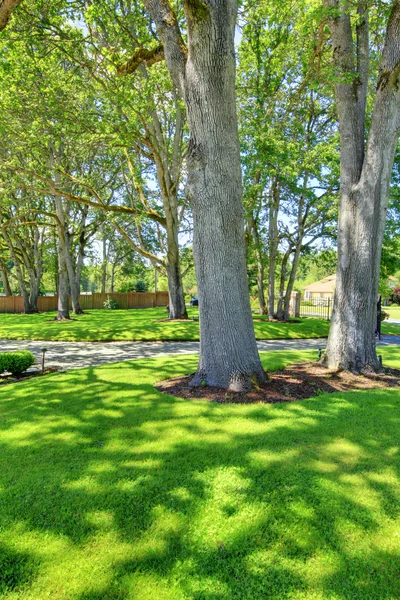 Árvores fresco primavera verde com casa atrás dele . — Fotografia de Stock