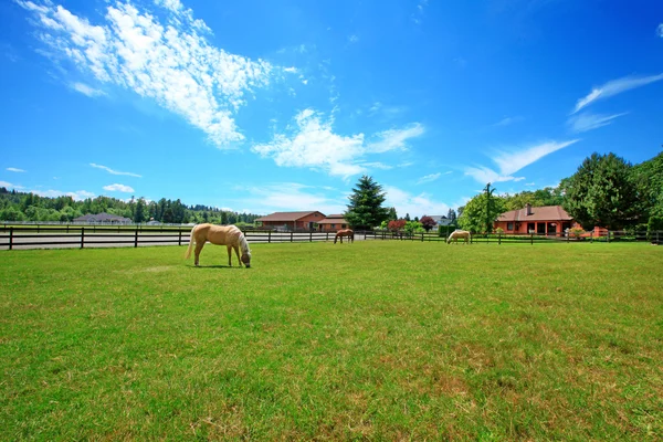 Granja de caballos con caballos, casa y verano hermoso día . —  Fotos de Stock
