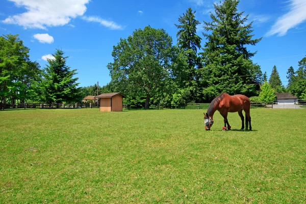 Koňská farma s koňmi, letní a dům krásný den. — Stock fotografie