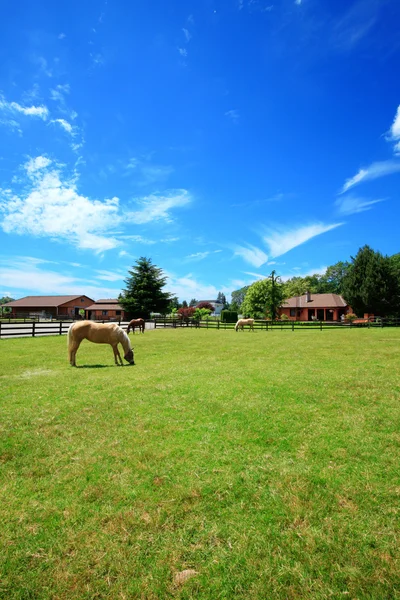 Hästgård med hästar, hus och sommar vacker dag. — Stockfoto