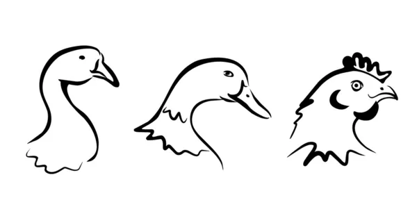 Сельскохозяйственная коллекция символов птиц — стоковый вектор