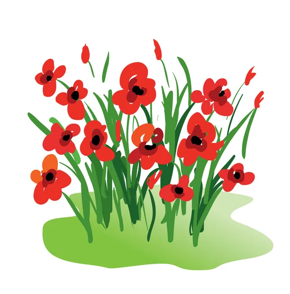 stock vector Poppy flowers isolated illustration