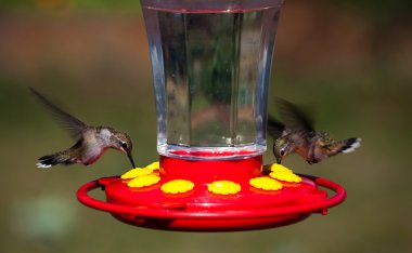 Hovering Hummingbirds clipart